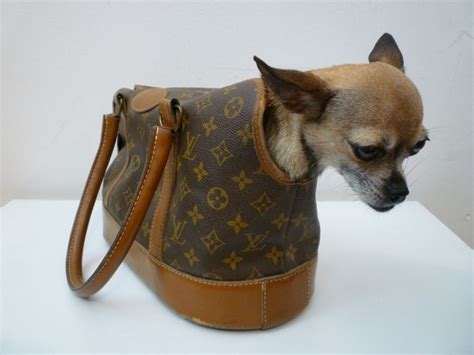 louis vuitton bag dog